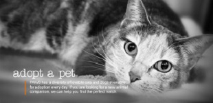 <b>Question to Ask when Adopting</b>